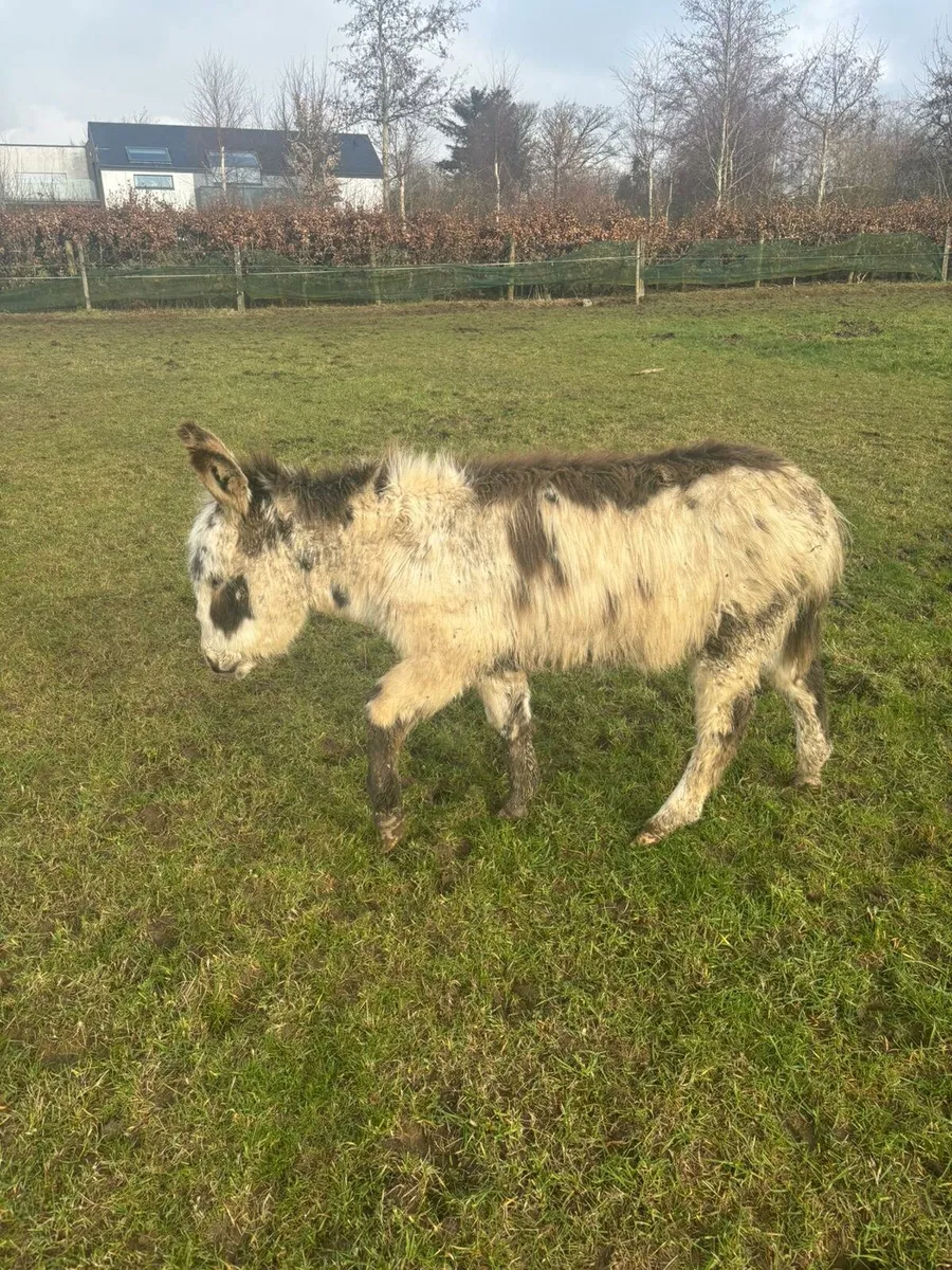 Donkey foal - Image 2