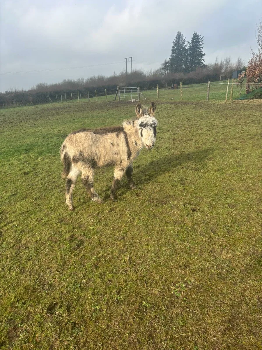 Donkey foal - Image 3