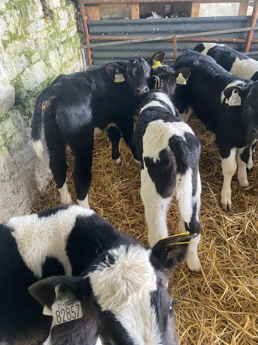 10 proper fresian bull calves - Image 2