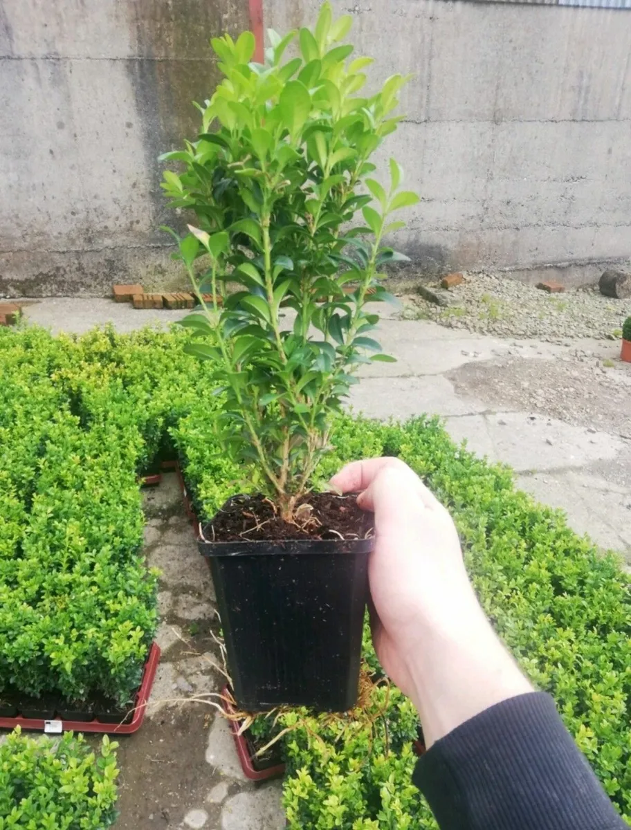 Box Hedging - Image 2