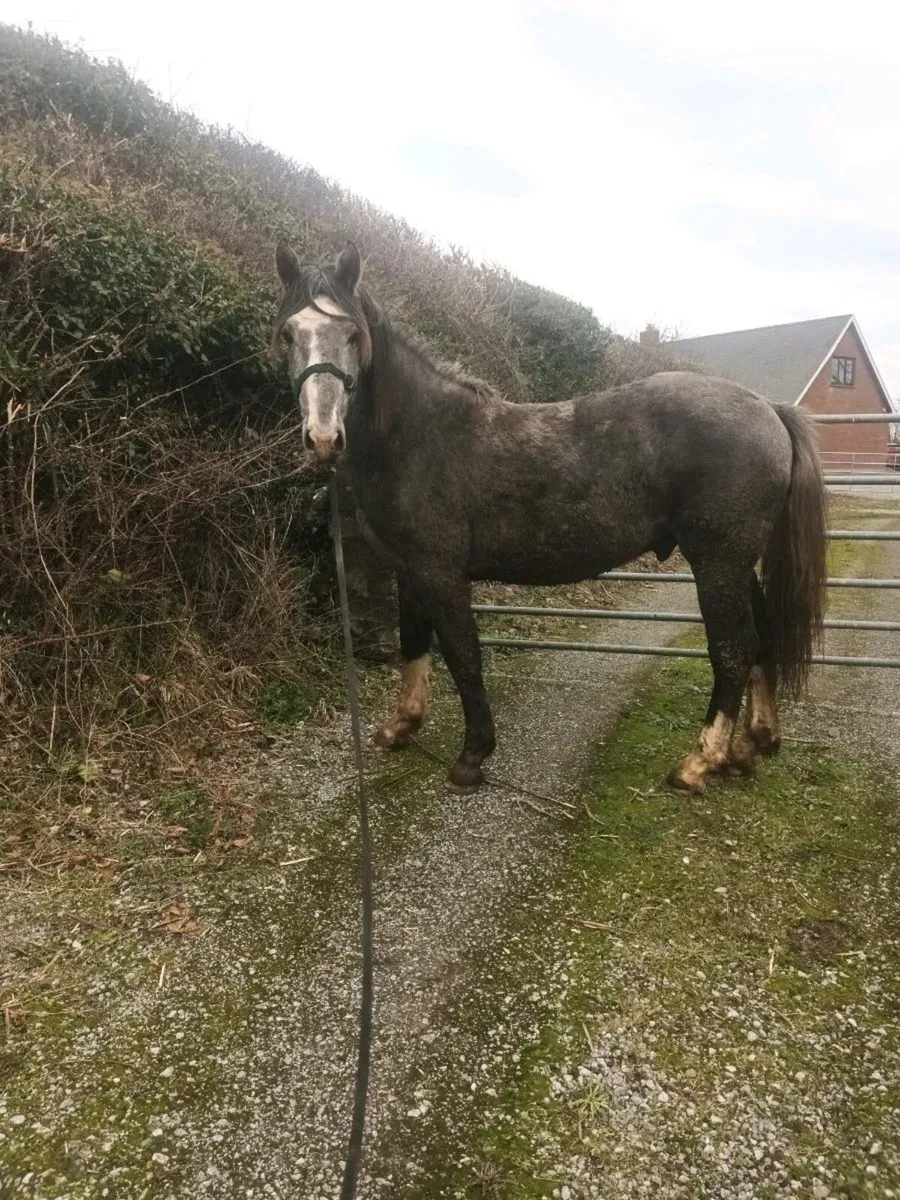 2 yr old colt - Image 2