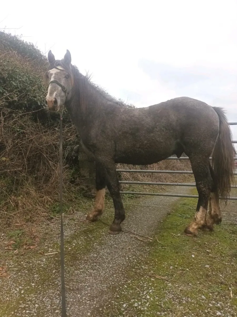 2 yr old colt - Image 1