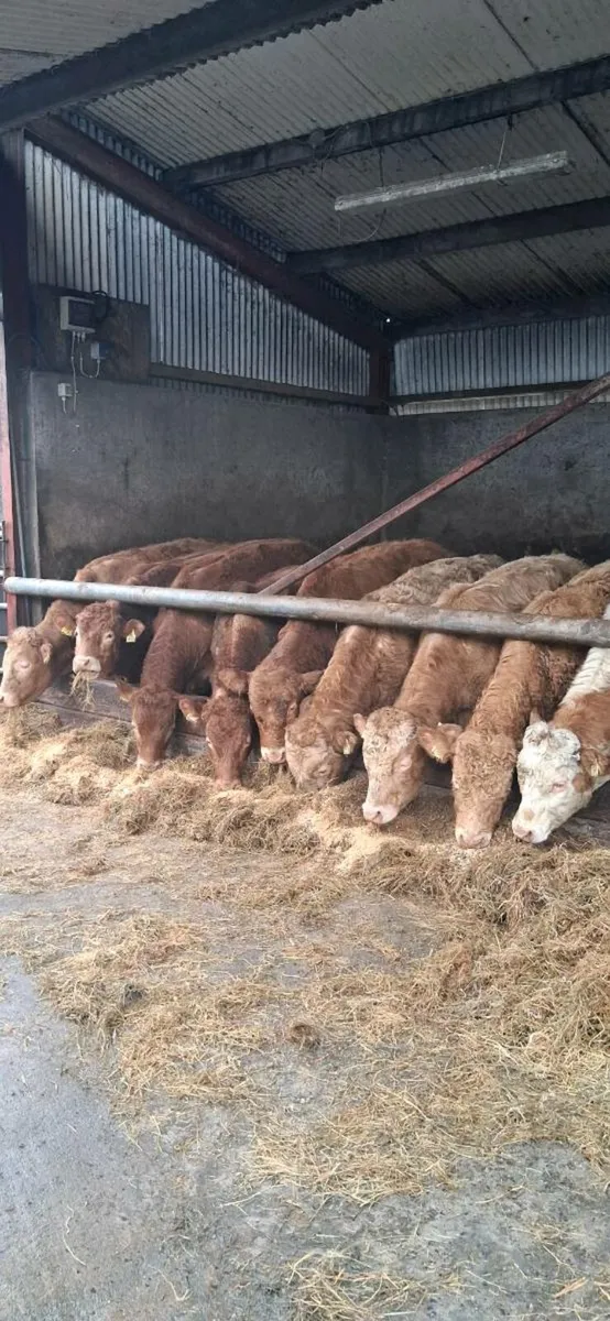 9 Ch/Lm Bullocks - Image 2