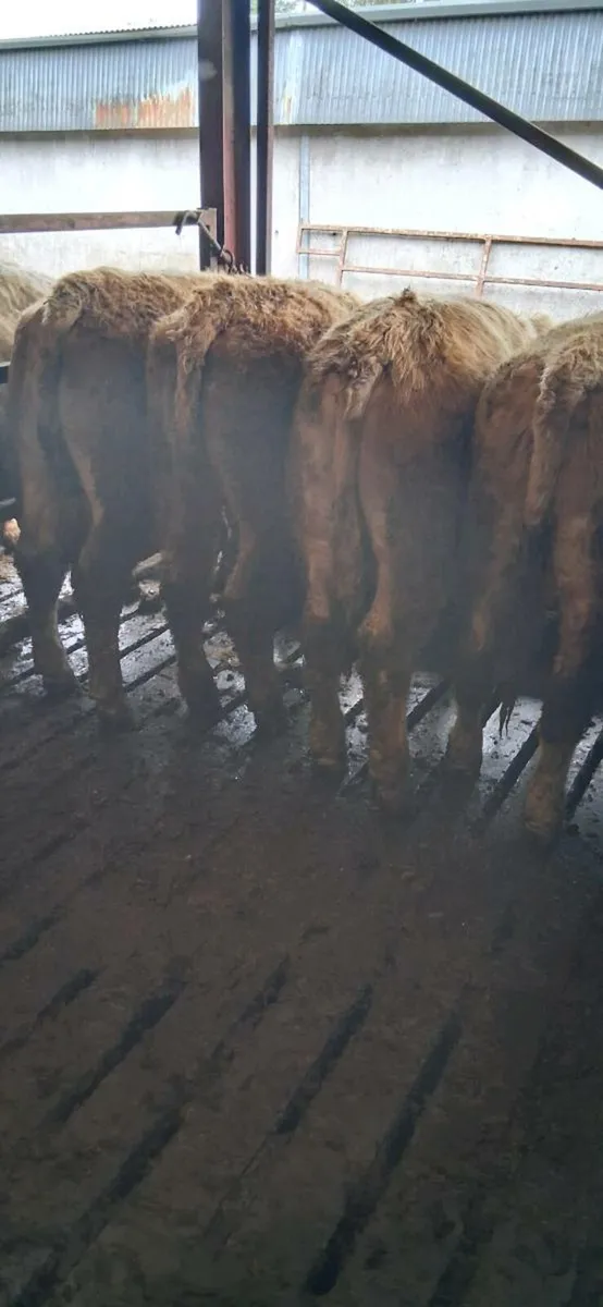 9 Ch/Lm Bullocks - Image 3