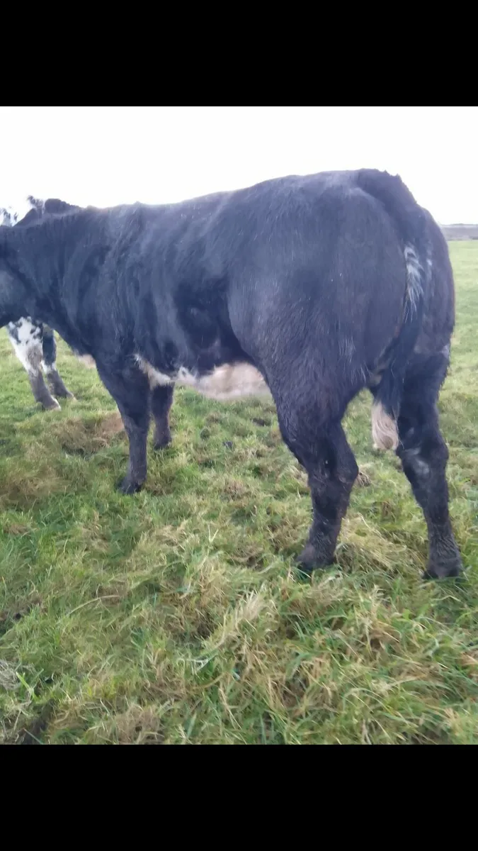 In calf heifers ballymote Mart 12-2-26 - Image 2