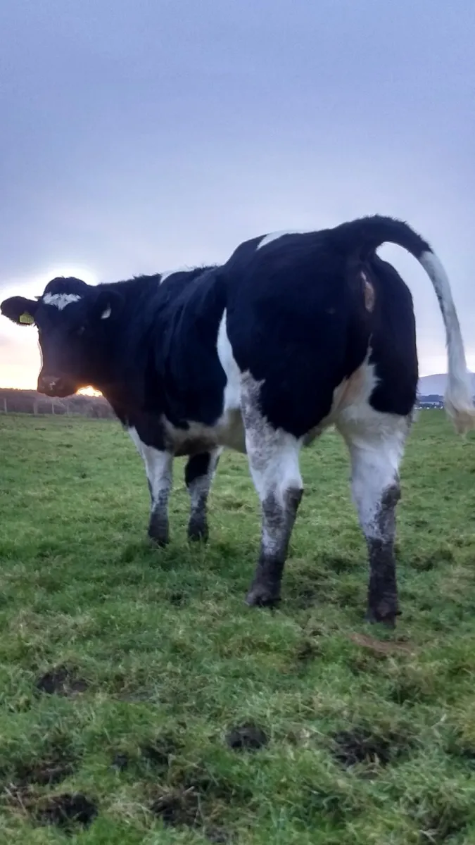 In calf heifers ballymote Mart 12-2-26 - Image 3
