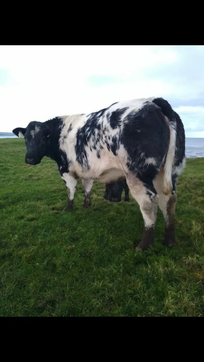 In calf heifers ballymote Mart 12-2-26 - Image 4