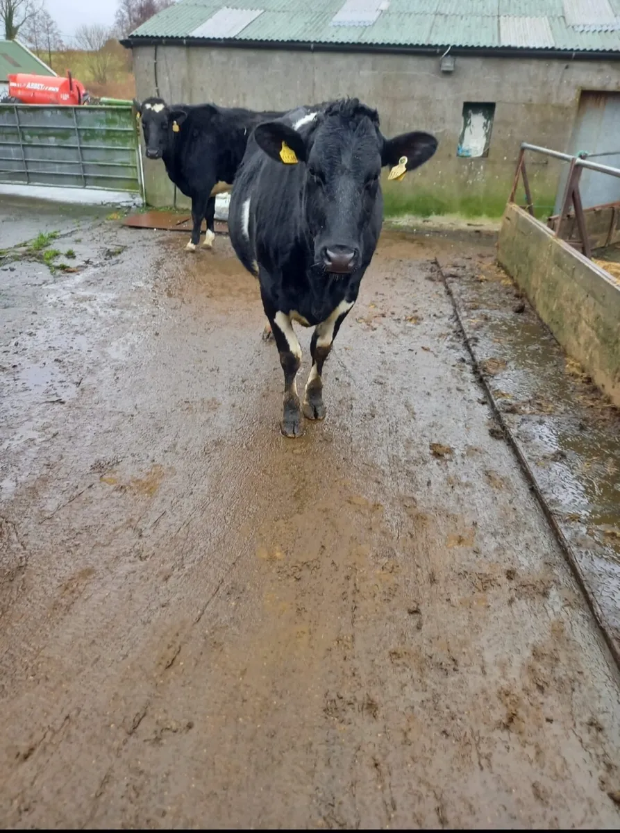Friesian Heifer - Image 1