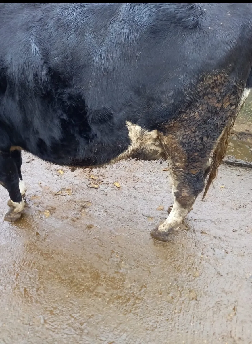 Friesian Heifer - Image 2