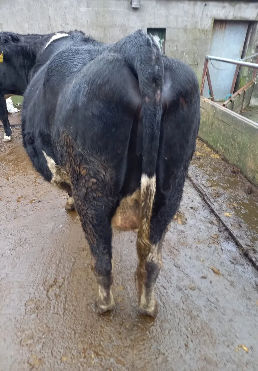 Friesian Heifer - Image 3