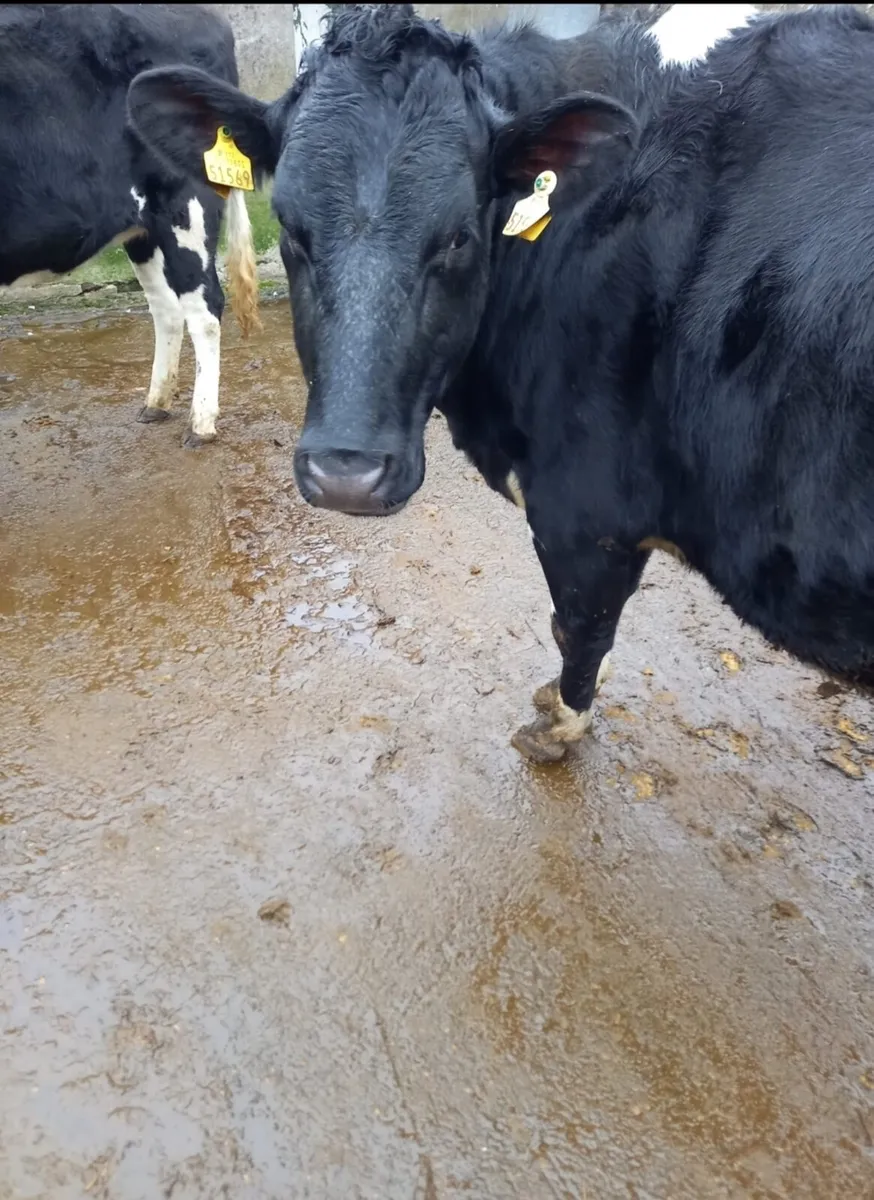 Friesian Heifer - Image 4
