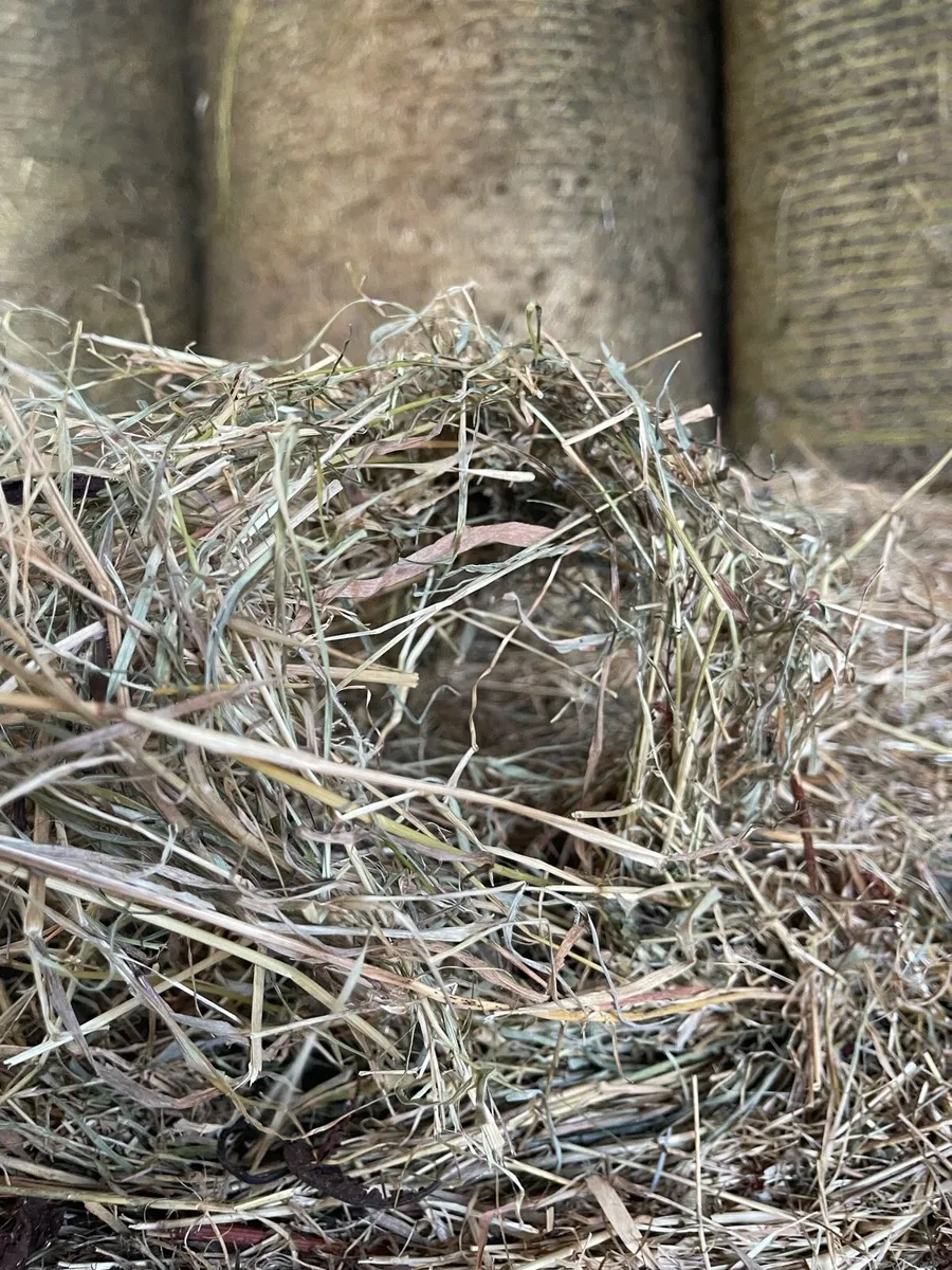 Hay - Image 1