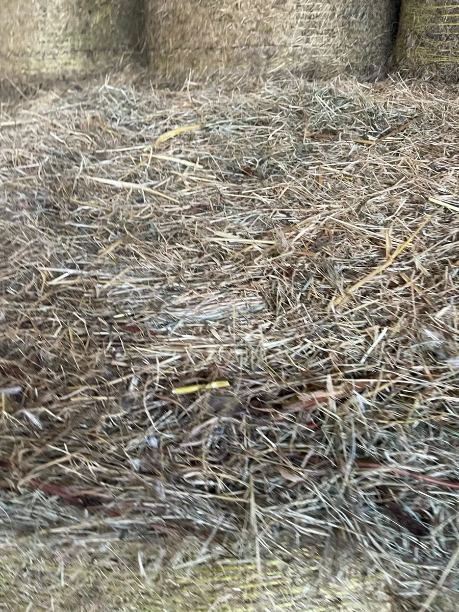 Hay - Image 2
