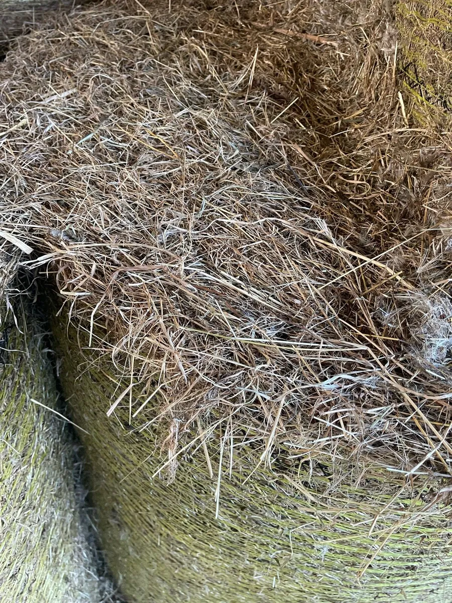 Hay - Image 3