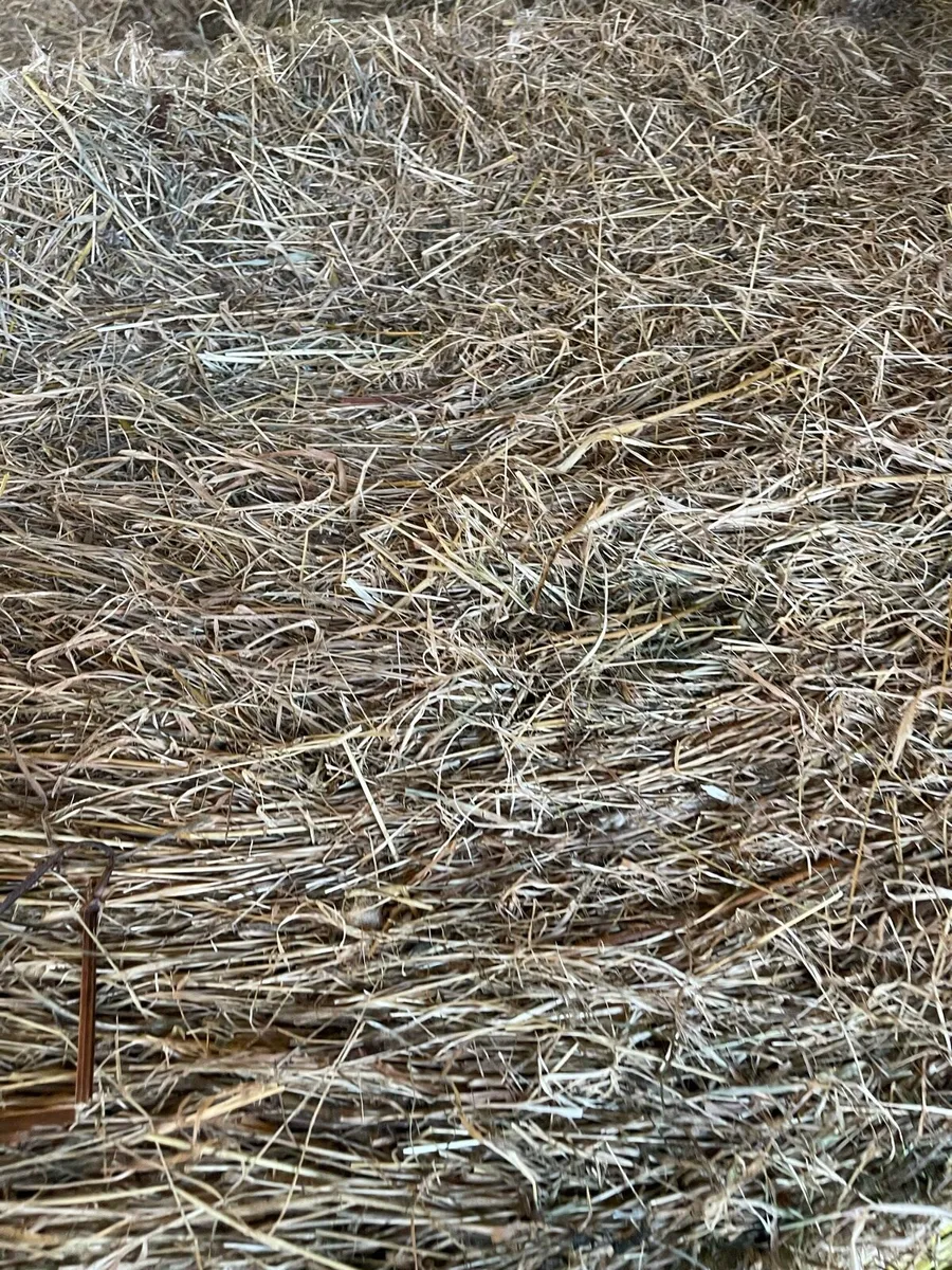 Hay - Image 4