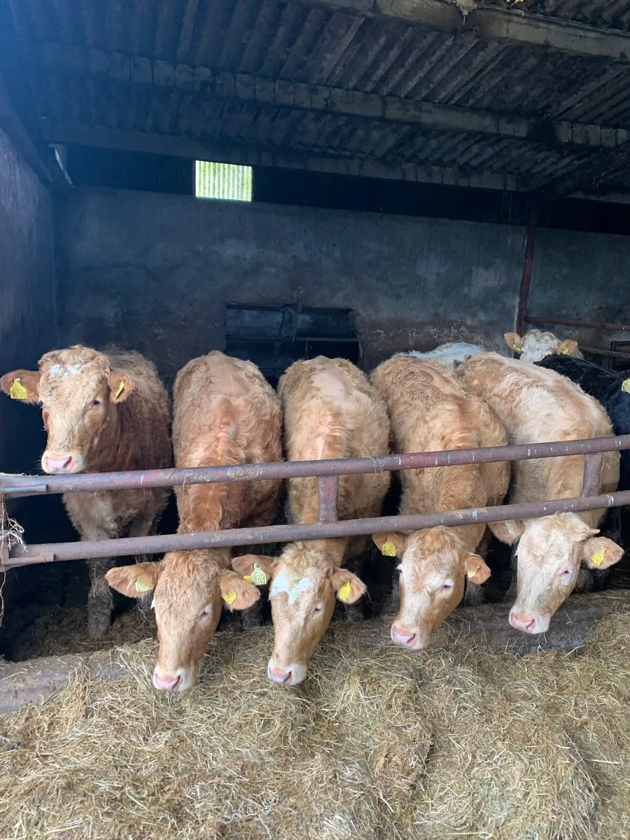 8 Super Quality CHX Heifers for sale - Image 1