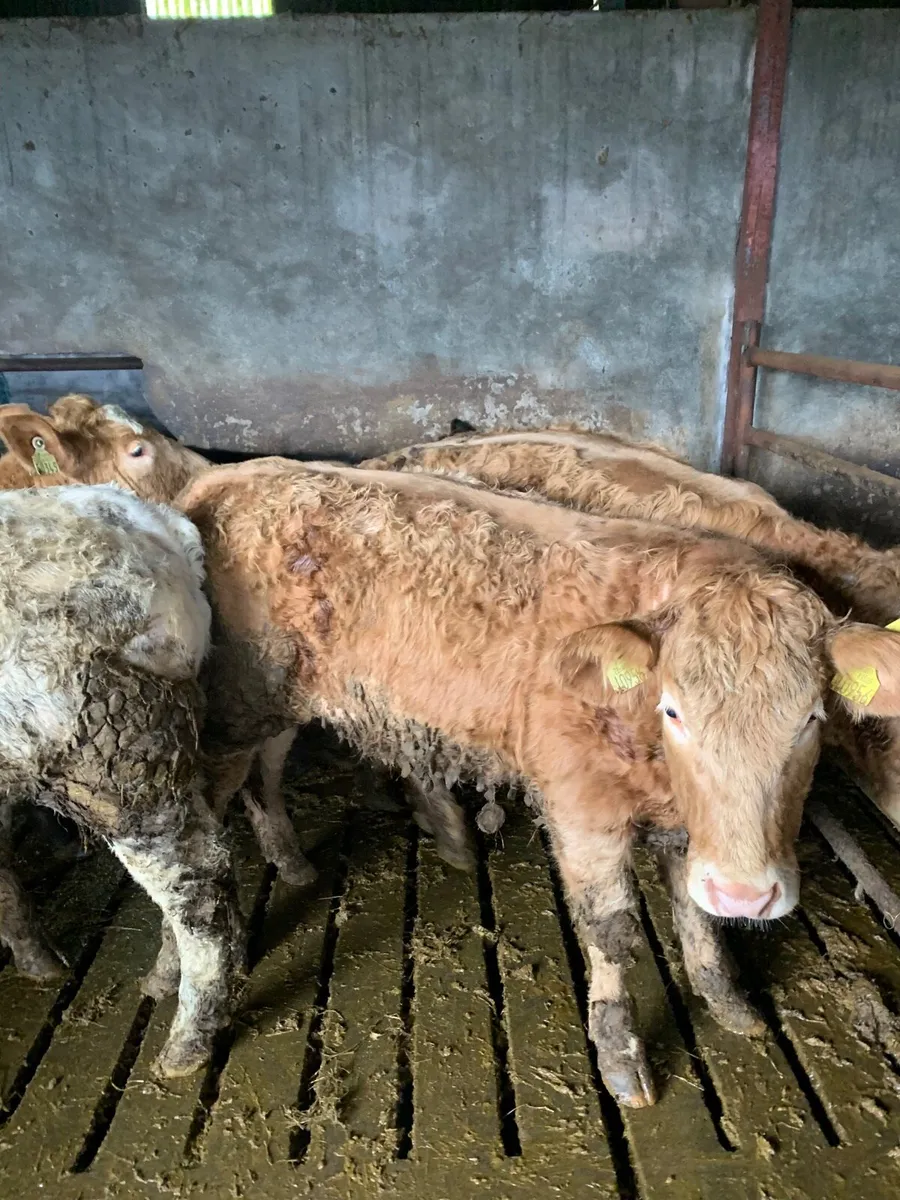 8 Super Quality CHX Heifers for sale - Image 3