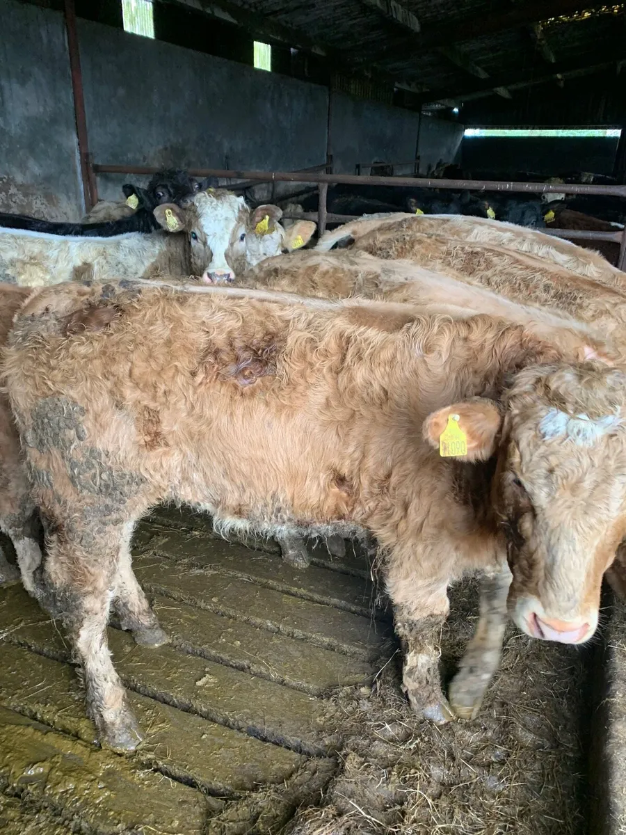 8 Super Quality CHX Heifers for sale - Image 2