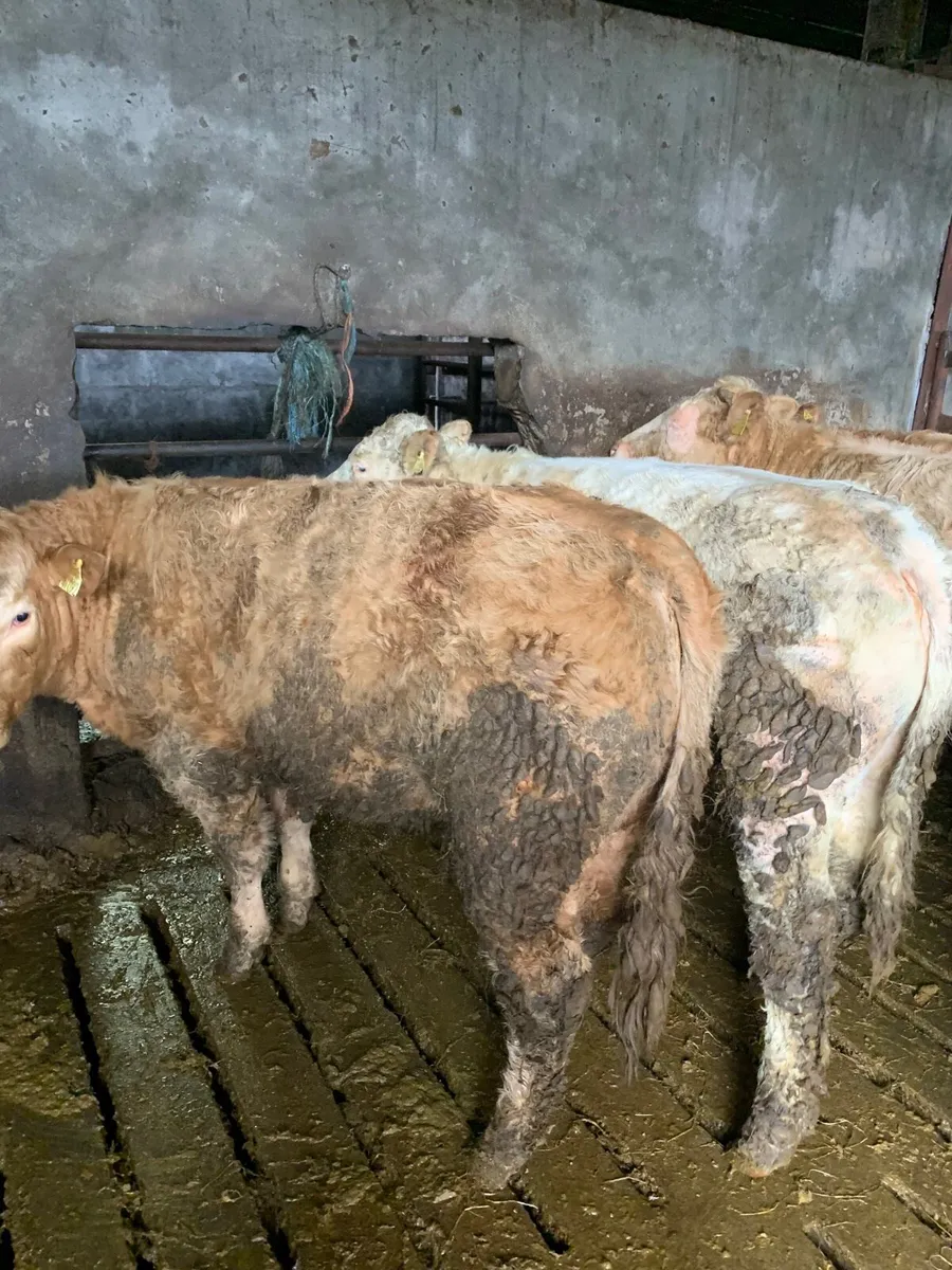8 Super Quality CHX Heifers for sale - Image 4