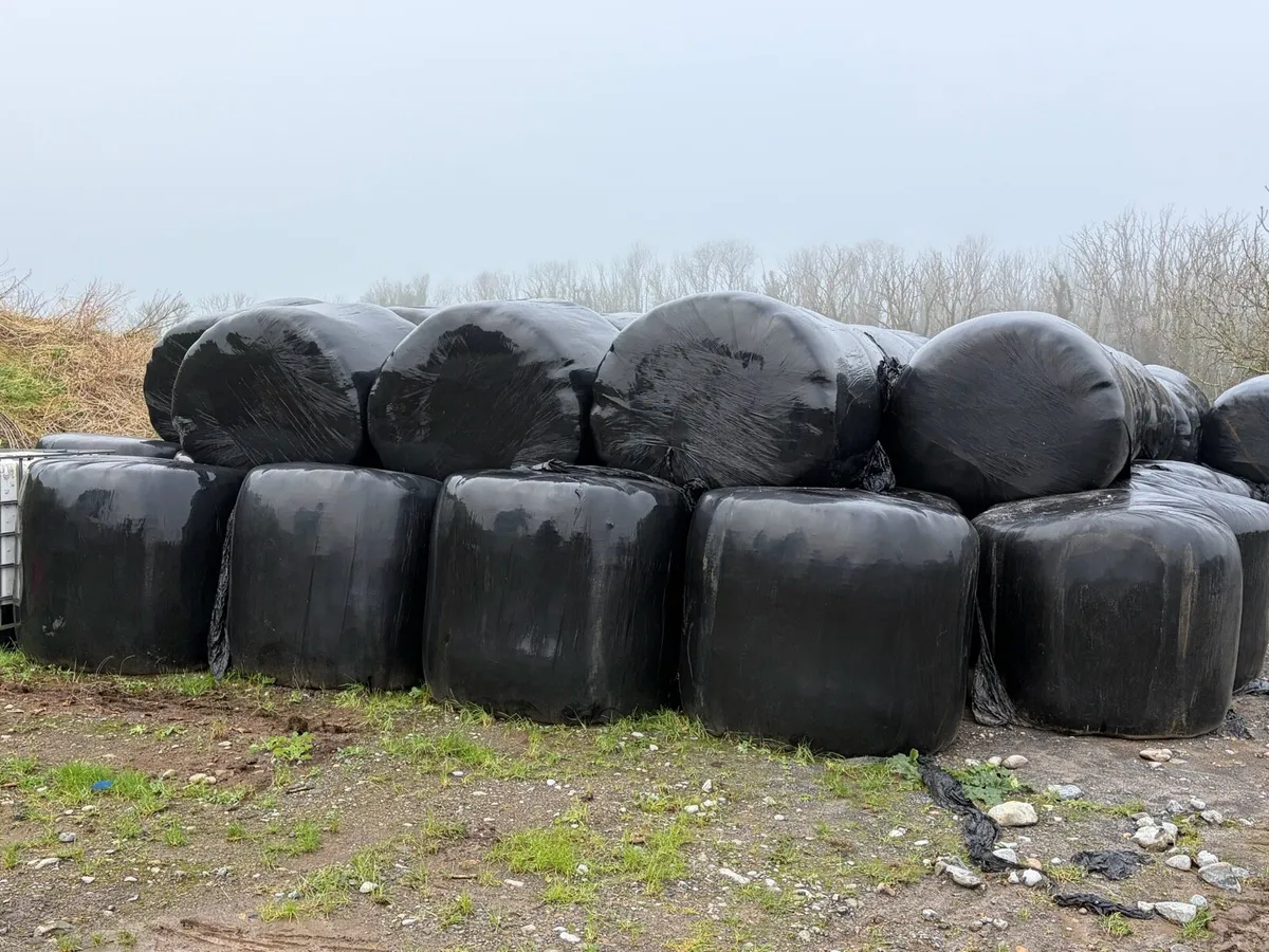Silage - Image 1