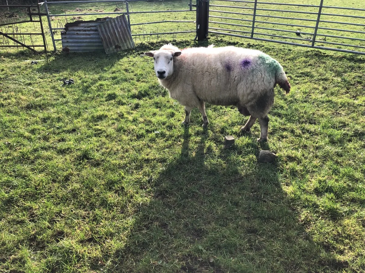 Foster Ewe - Image 1