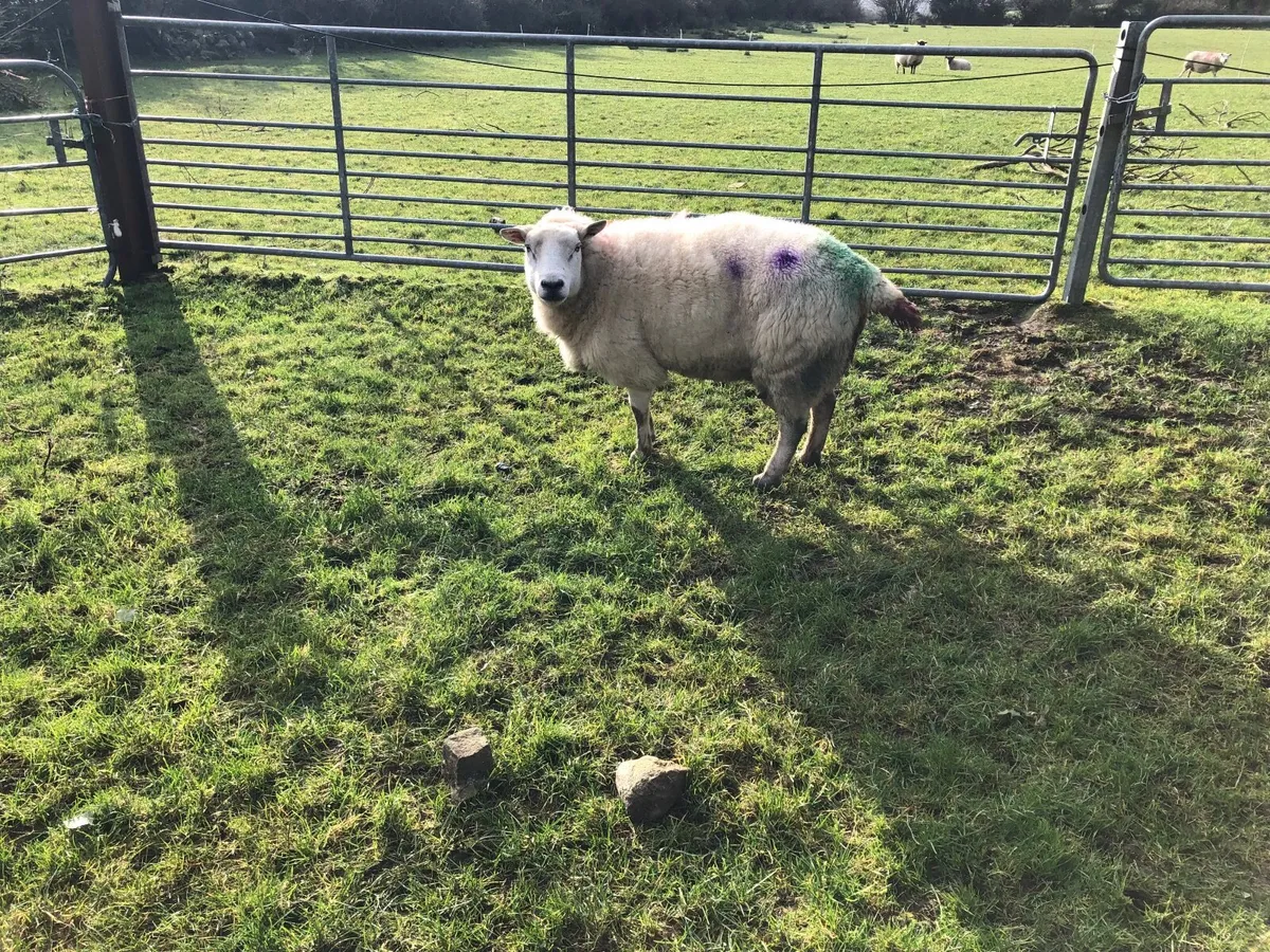 Foster Ewe - Image 2
