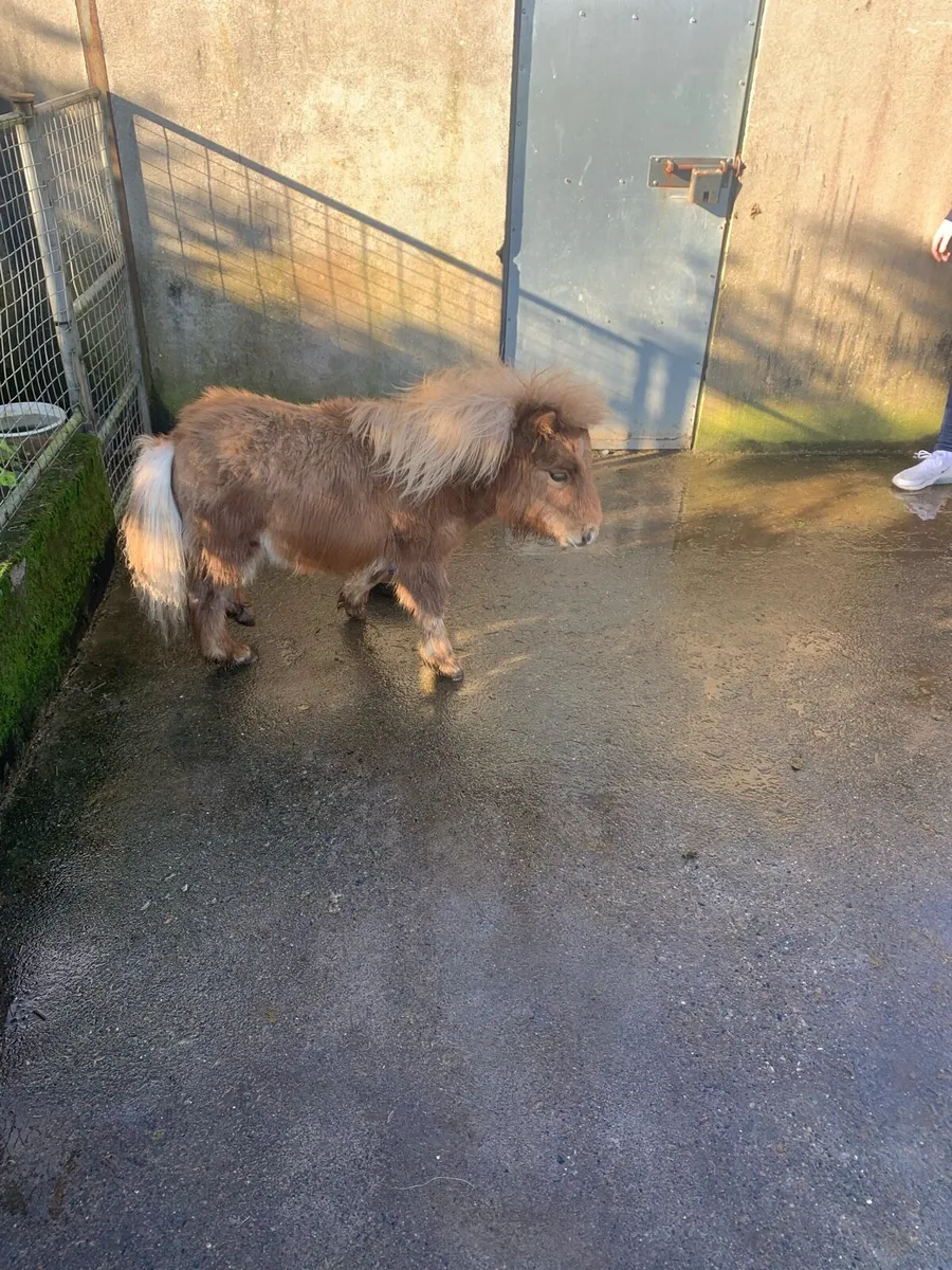 Miniature foal - Image 1