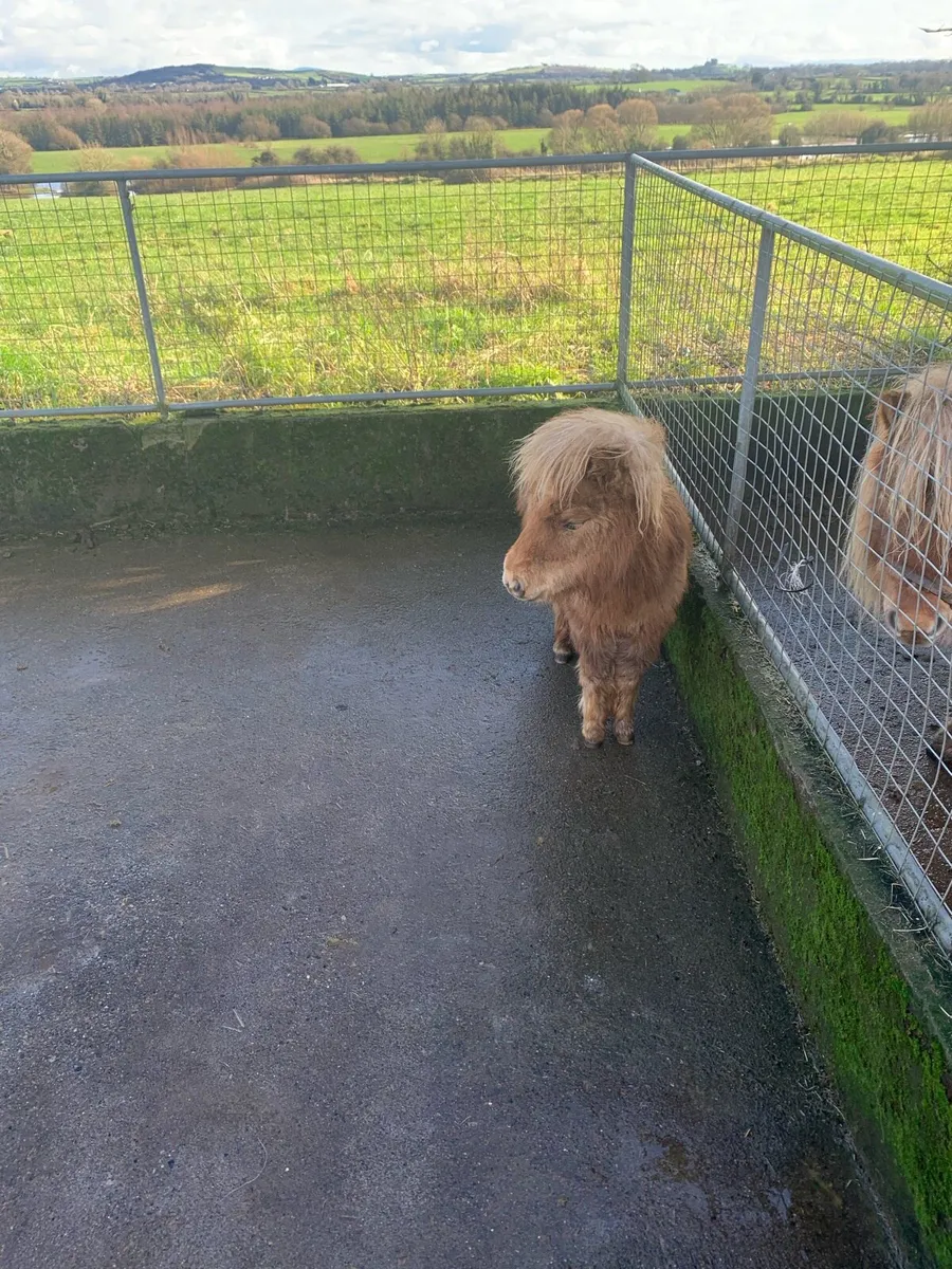 Miniature foal - Image 3