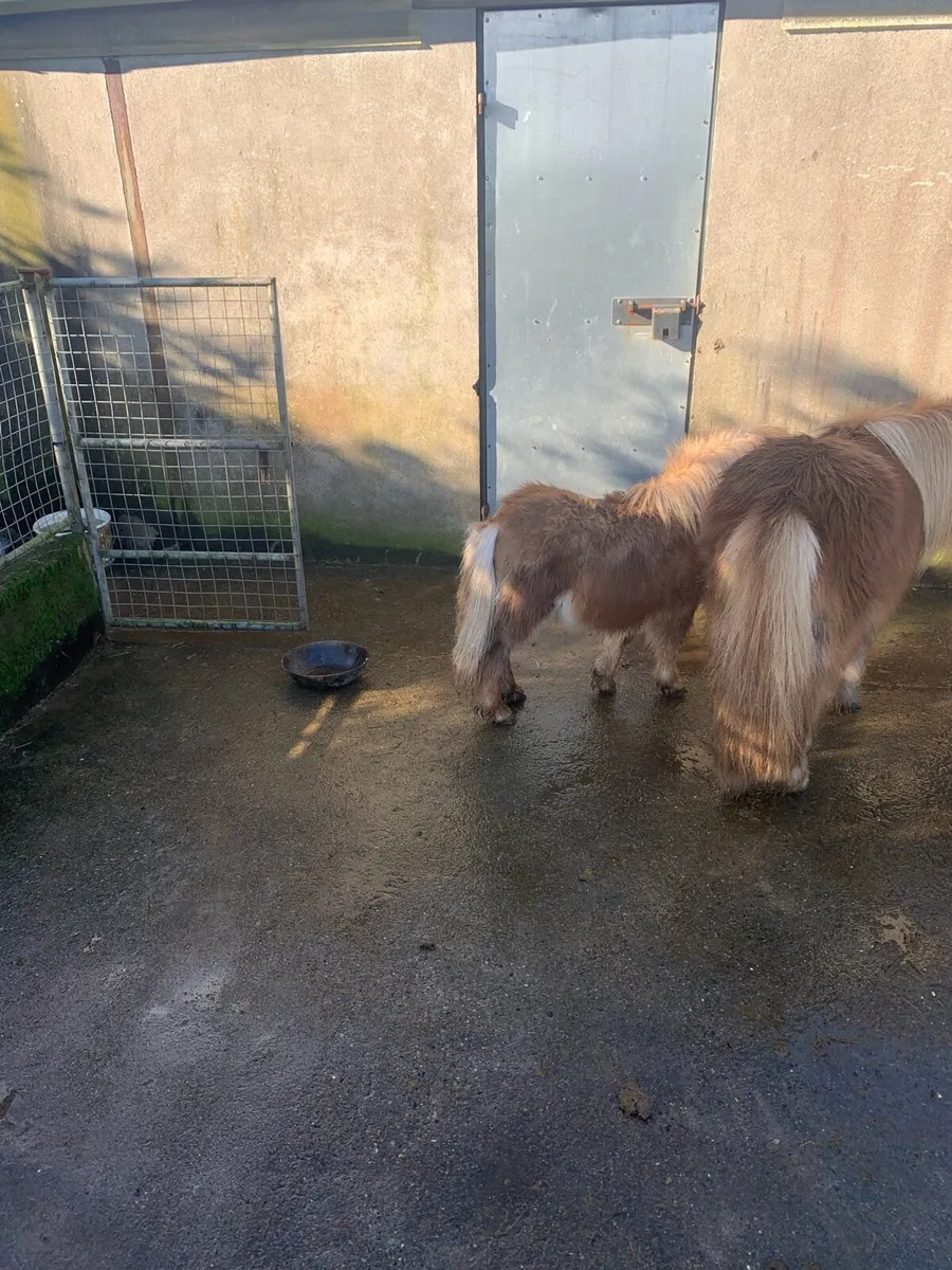 Miniature foal - Image 4