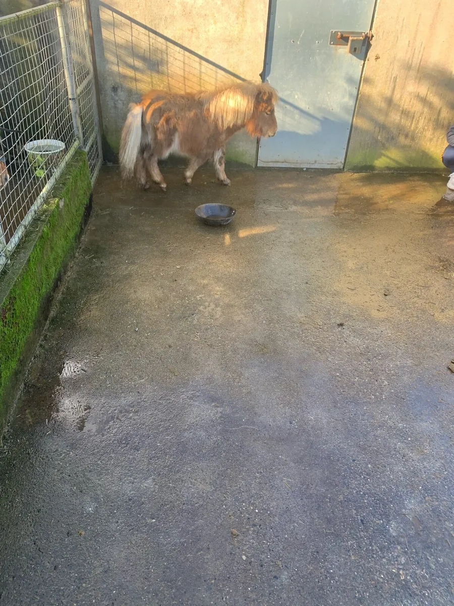 Miniature foal - Image 2