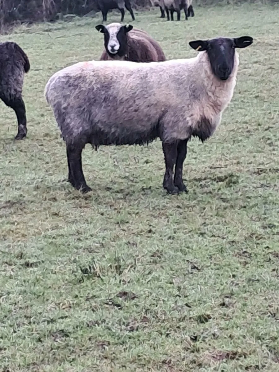 Foster ewe - Image 1