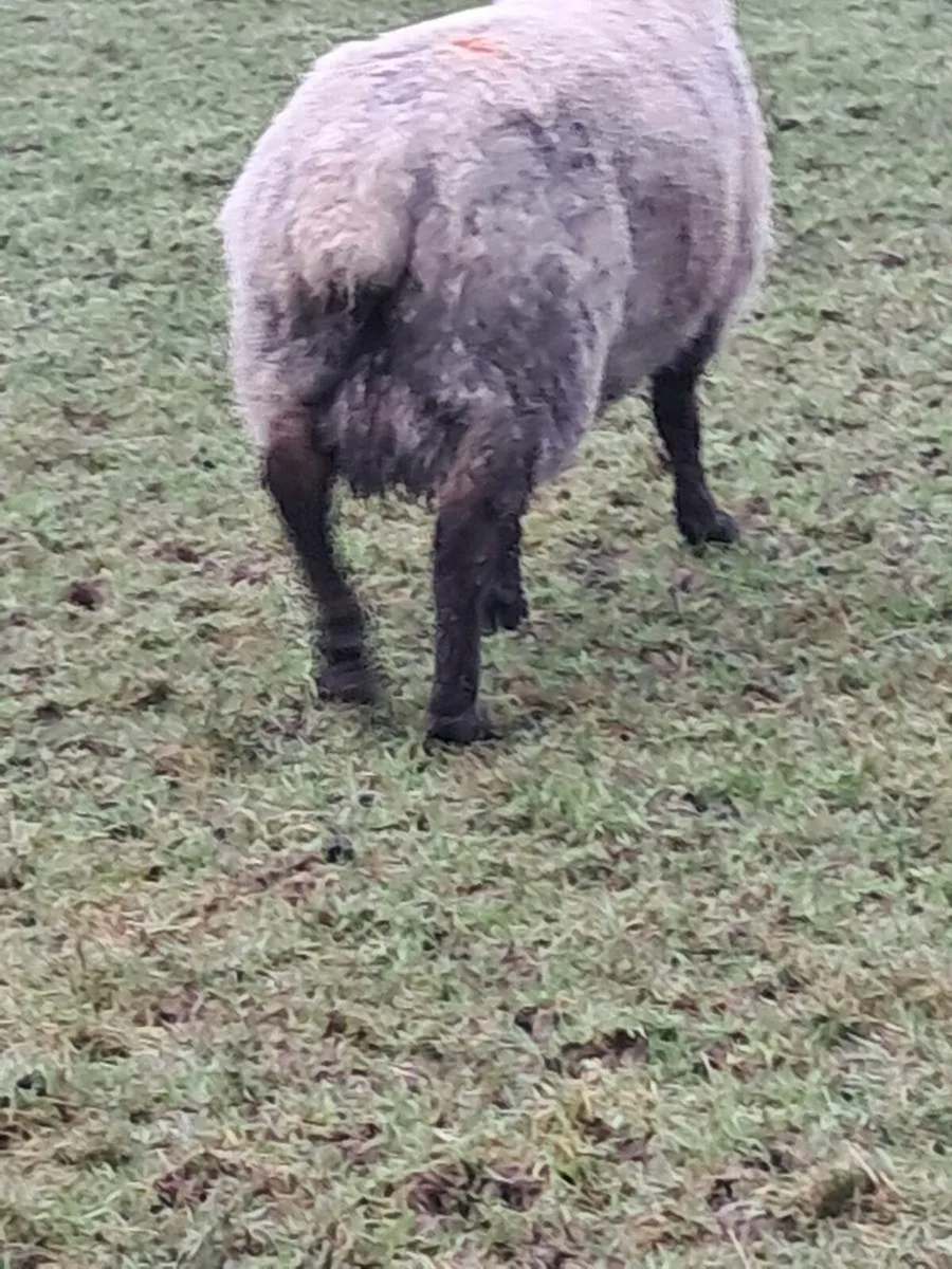Foster ewe - Image 2