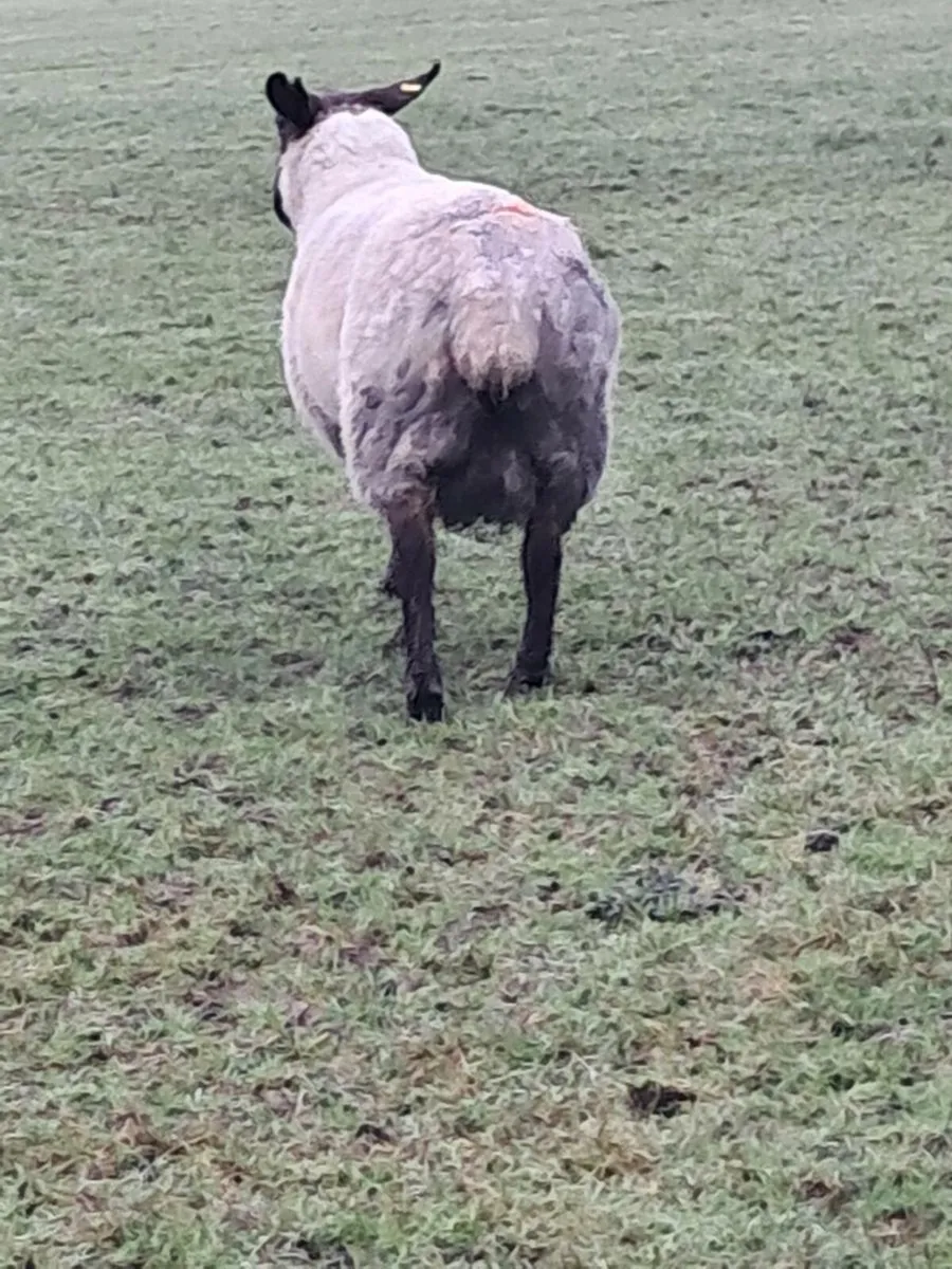 Foster ewe - Image 3