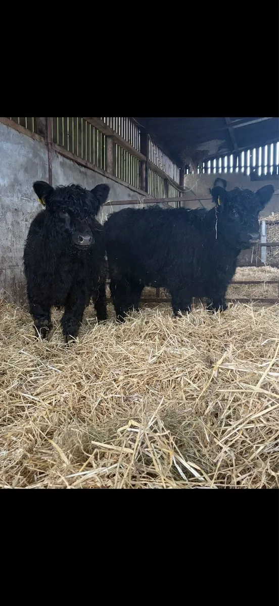 2 Pedigree Galloway Heifers - Image 1