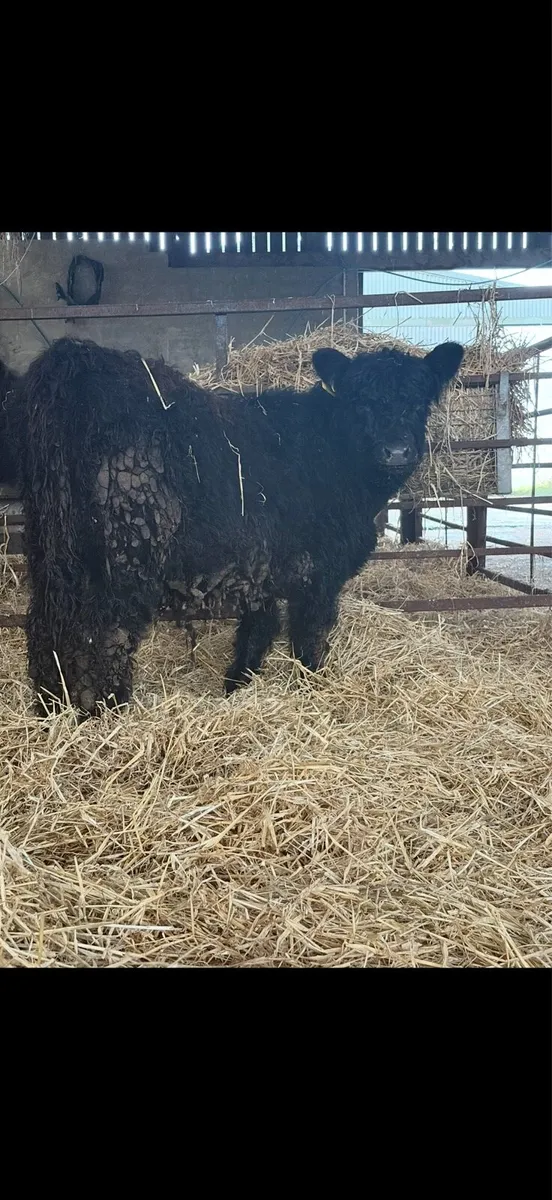 2 Pedigree Galloway Heifers - Image 2