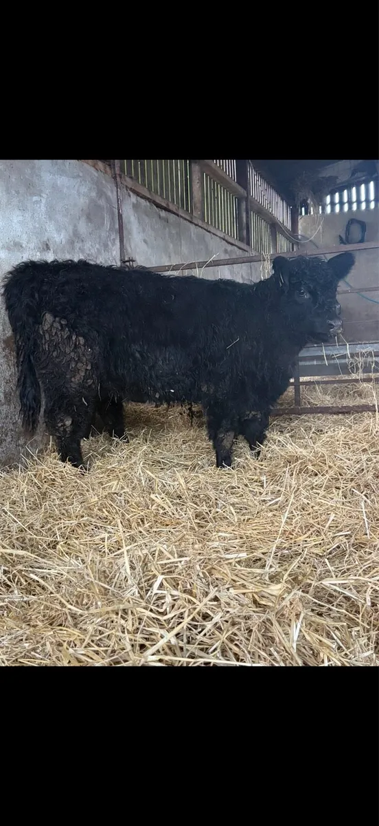 2 Pedigree Galloway Heifers - Image 3