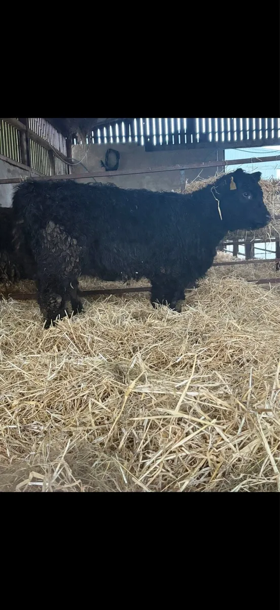 2 Pedigree Galloway Heifers - Image 4