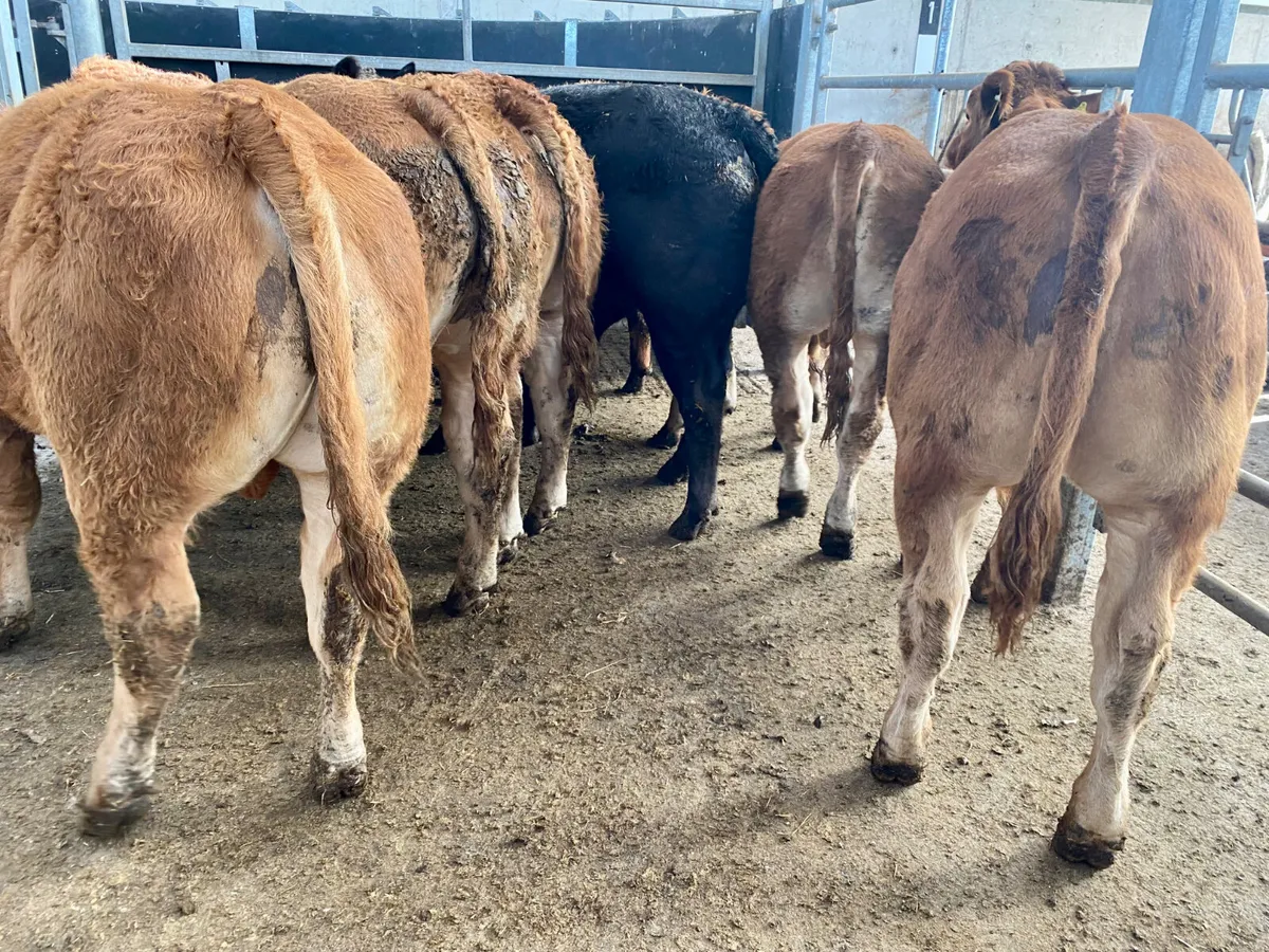 ❌ Continental Bullocks & Continental Bulls ❌ - Image 4