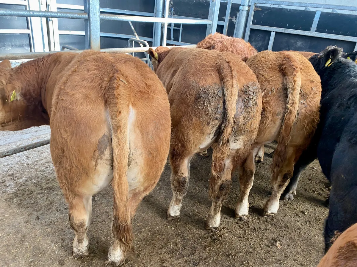 ❌ Continental Bullocks & Continental Bulls ❌ - Image 3