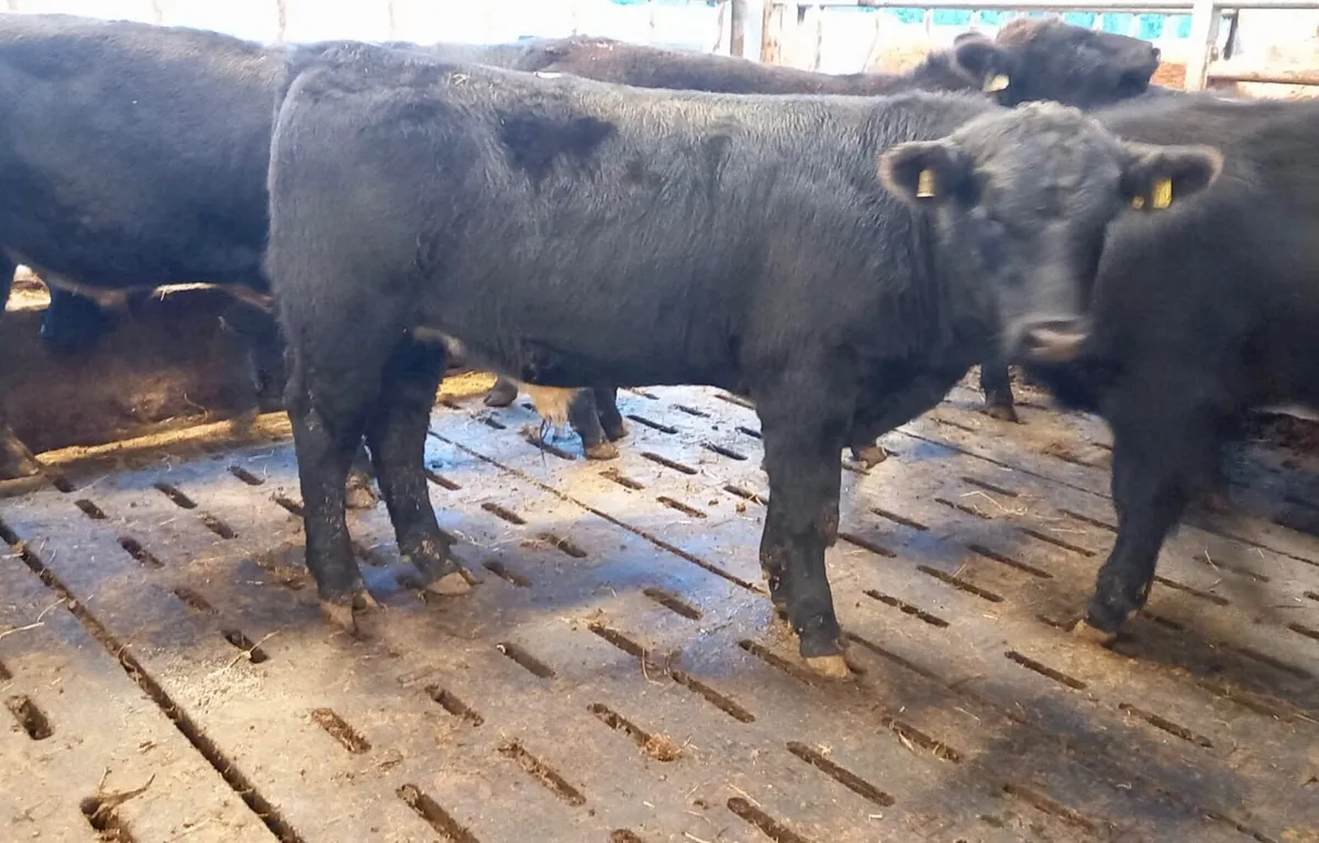 Continental Bullocks & Continental Bulls - Image 4