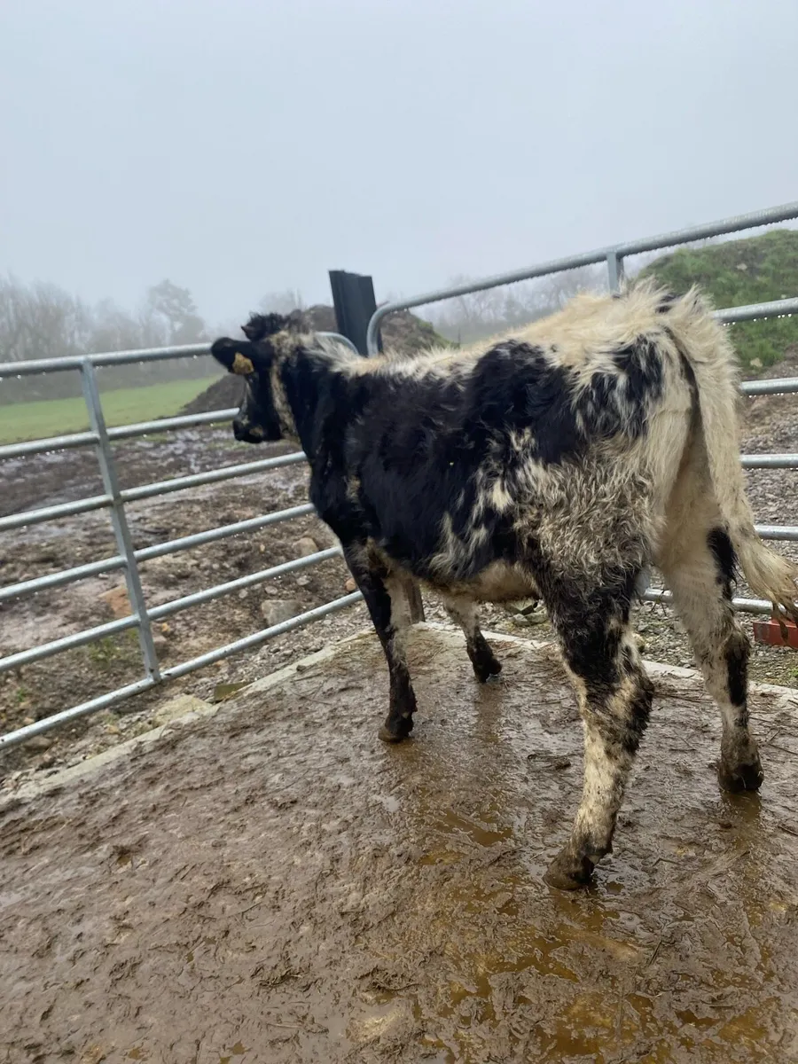 4 star speckle park heifer - Image 1