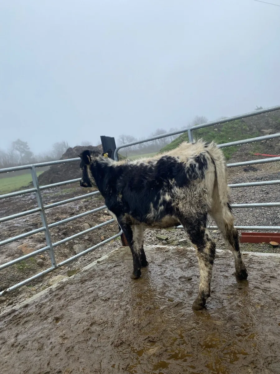 4 star speckle park heifer - Image 2