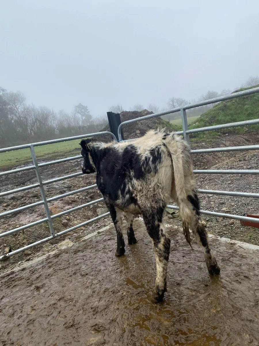 4 star speckle park heifer - Image 3