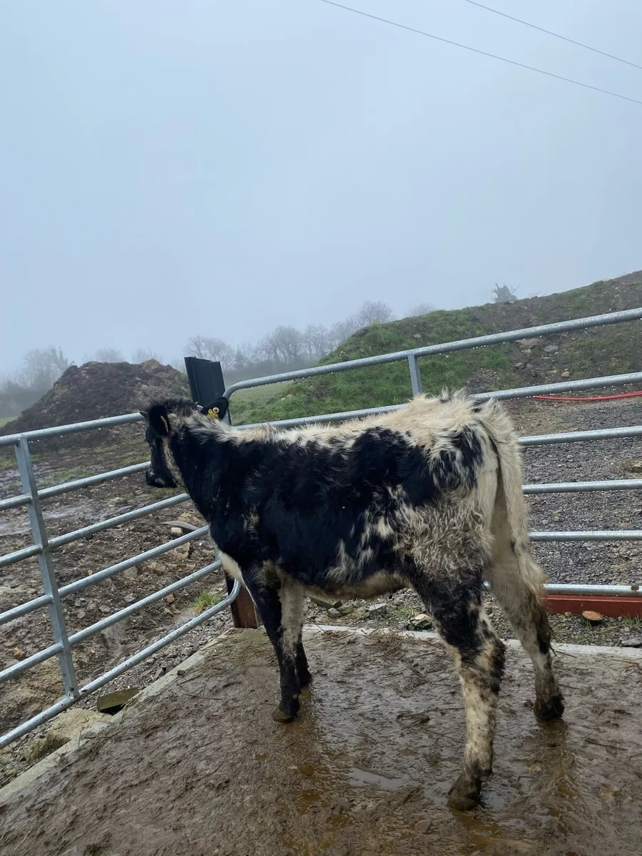 4 star speckle park heifer - Image 4