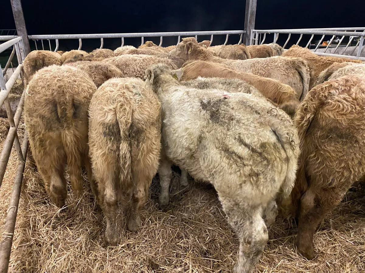 Continental Bullocks & Continental Bulls - Image 1