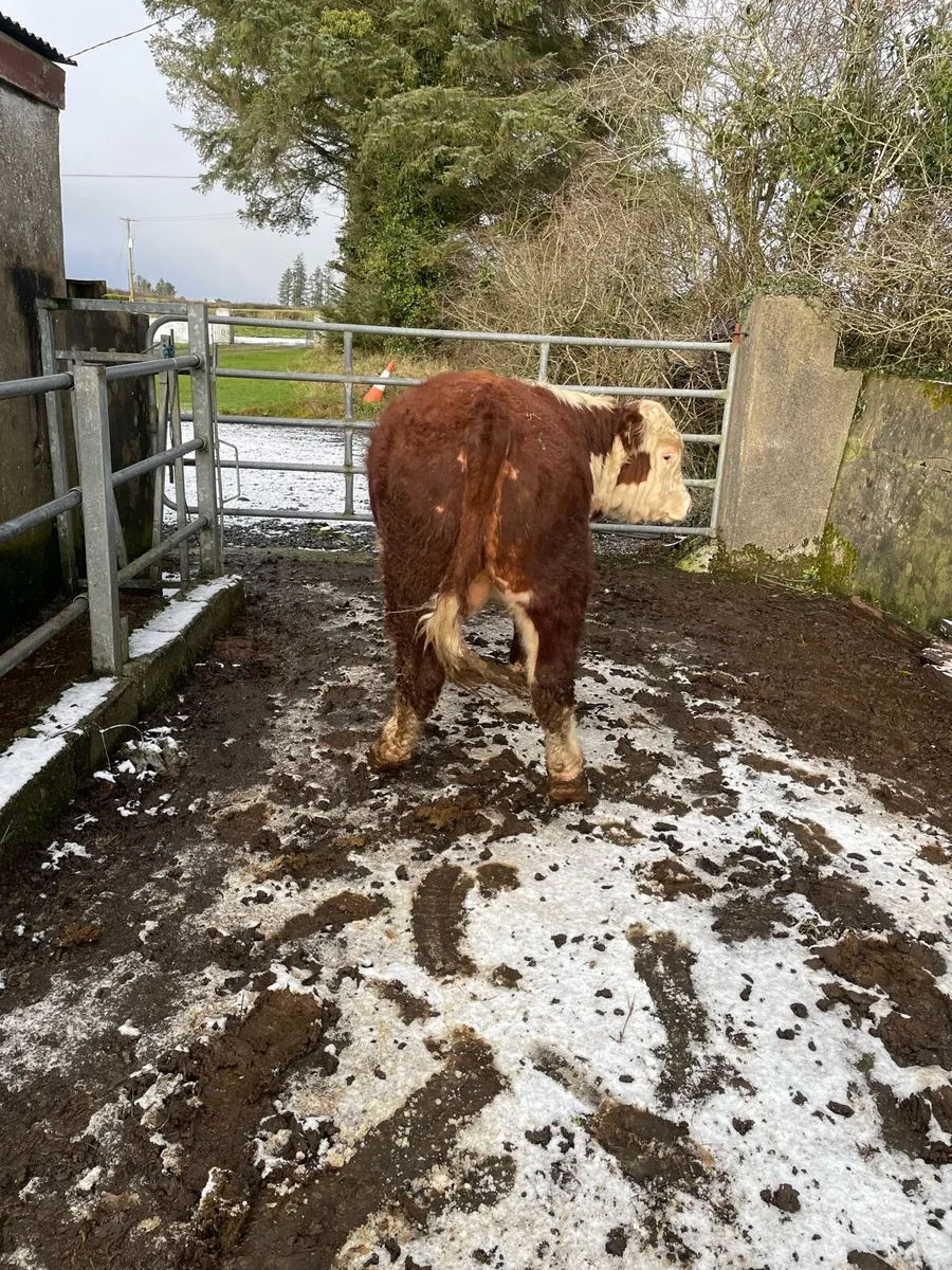 Hereford Bull - Image 3
