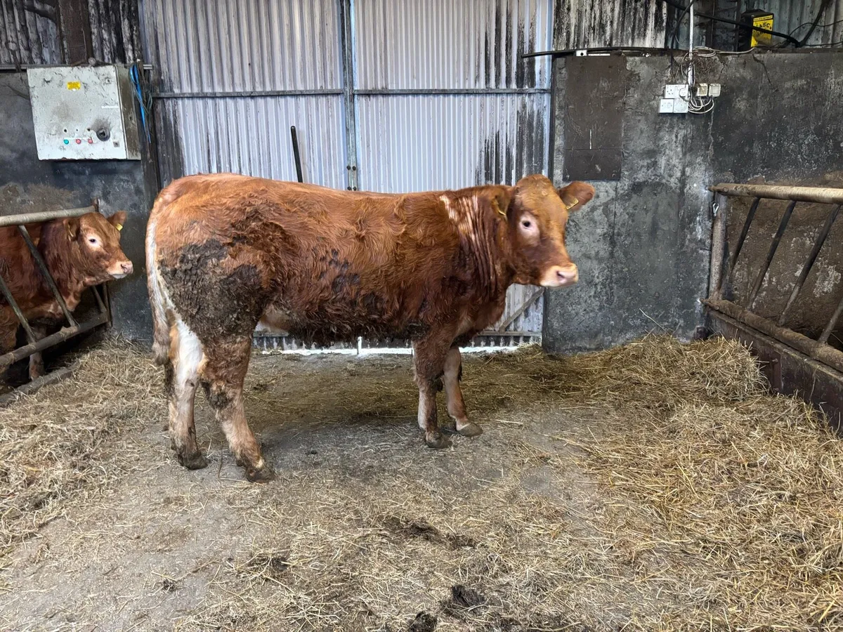 2 A.I PBR Limousin heifers - Image 1