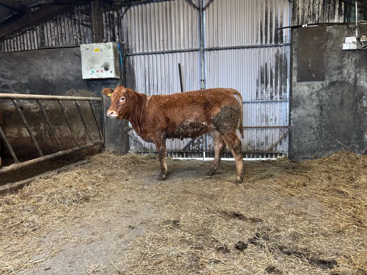 2 A.I PBR Limousin heifers - Image 2