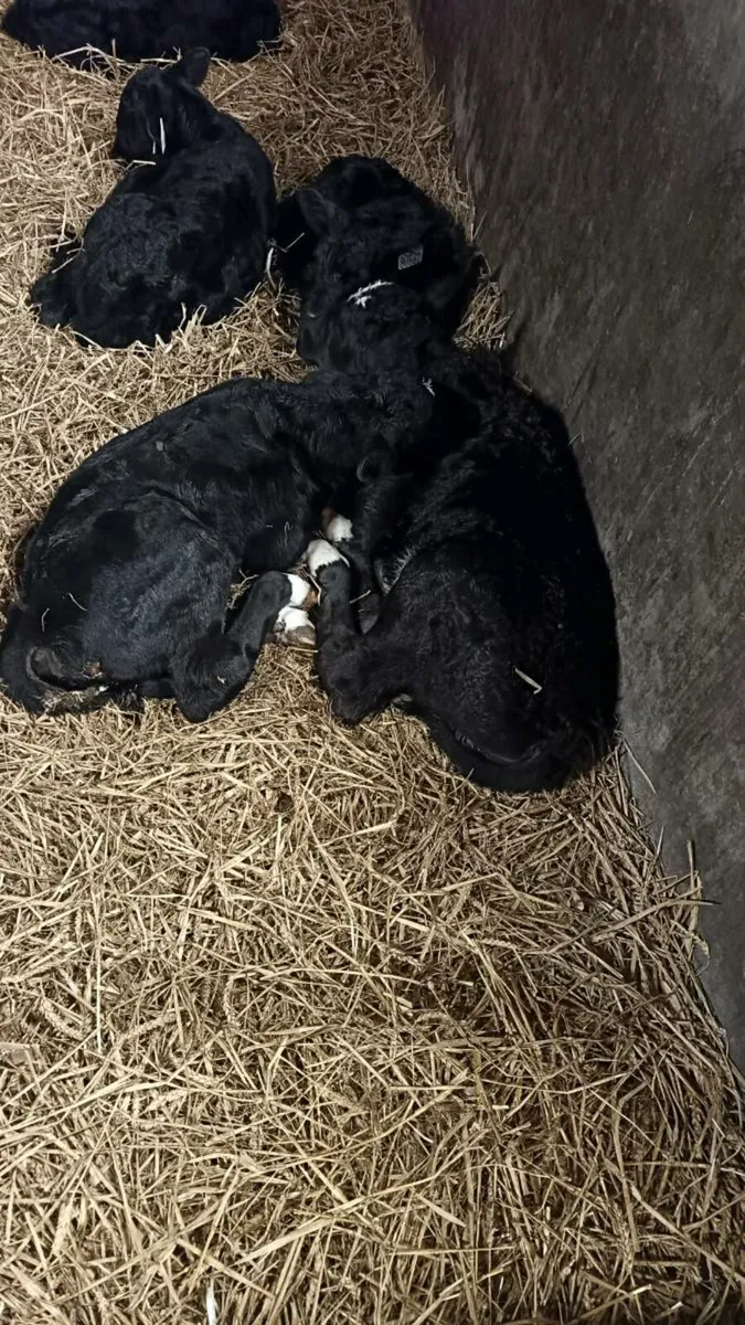 Angus Hereford Calves - Image 1