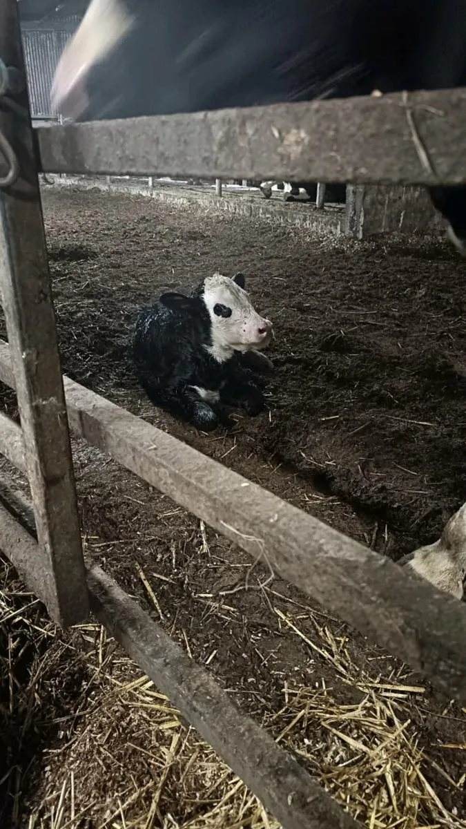 Angus Hereford Calves - Image 2